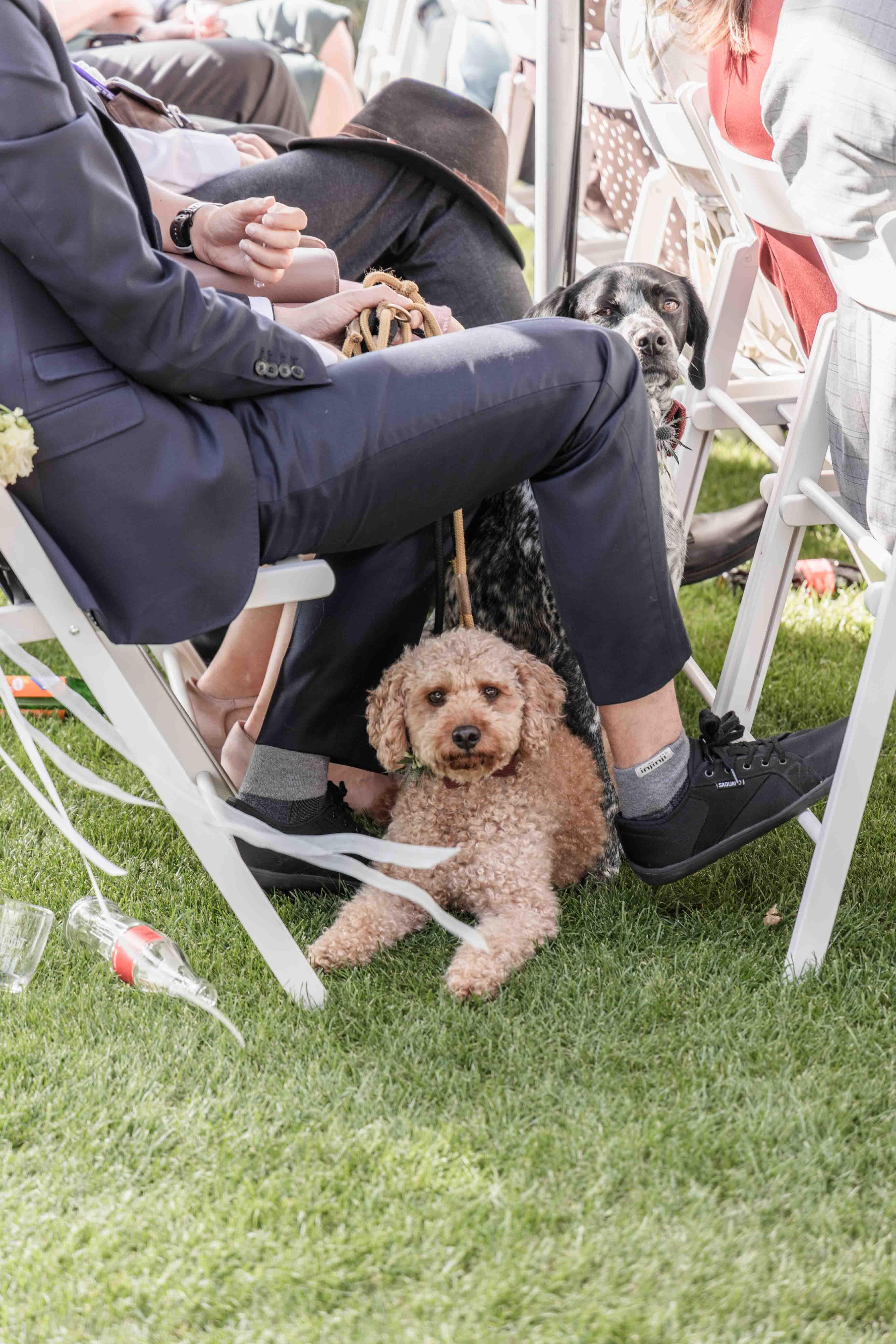 Fotografie während der freien Trauung von einem Hund, der bei den Gästen sitzt