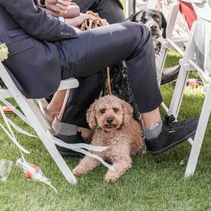 Fotografie während der freien Trauung von einem Hund, der bei den Gästen sitzt